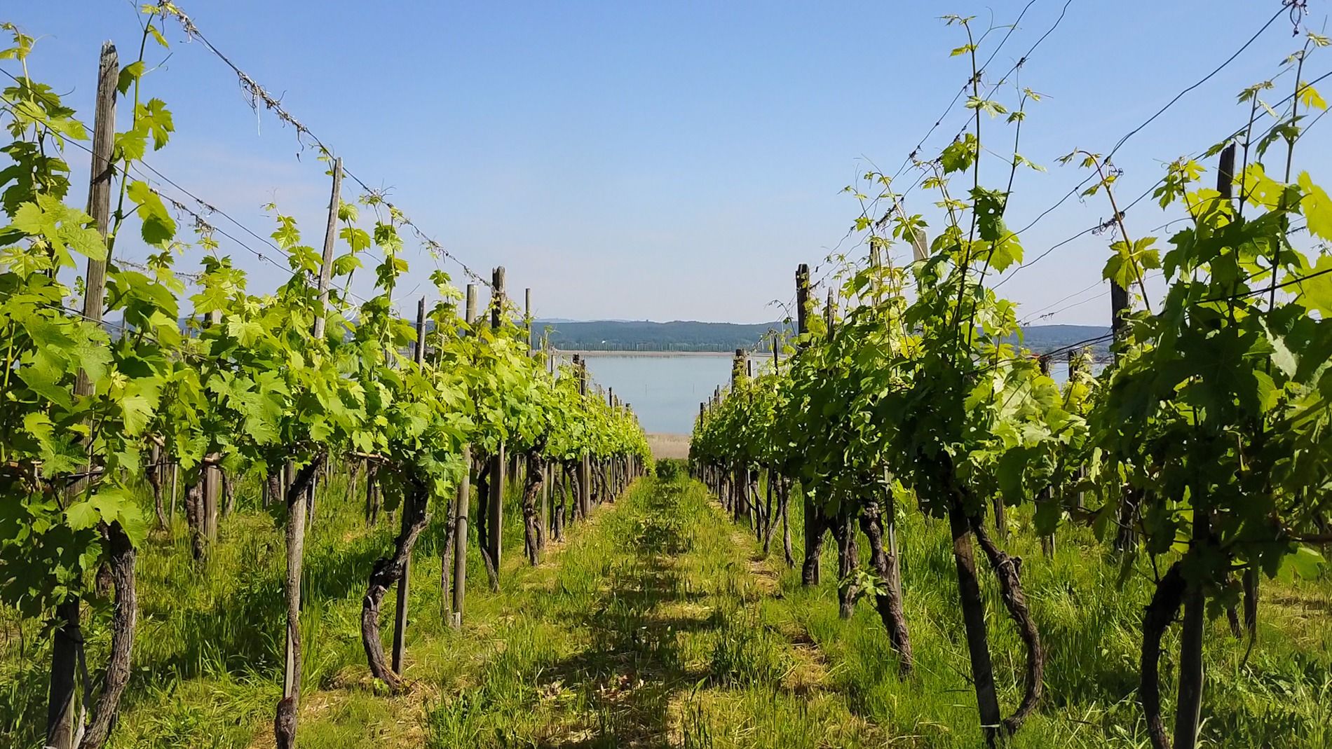 Rebberg von Grüninger’s Rebbau mit Blick auf den Untersee